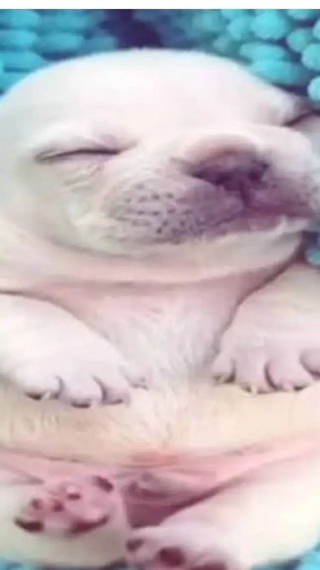 ai character: pibble background