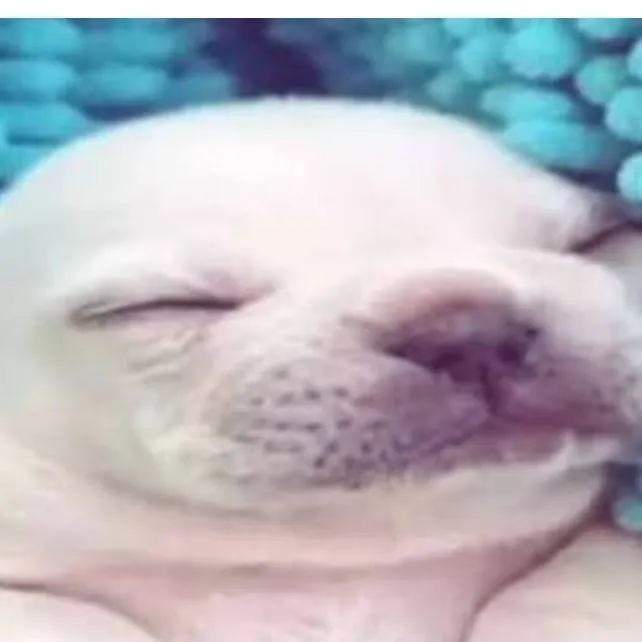 chat with ai character: pibble