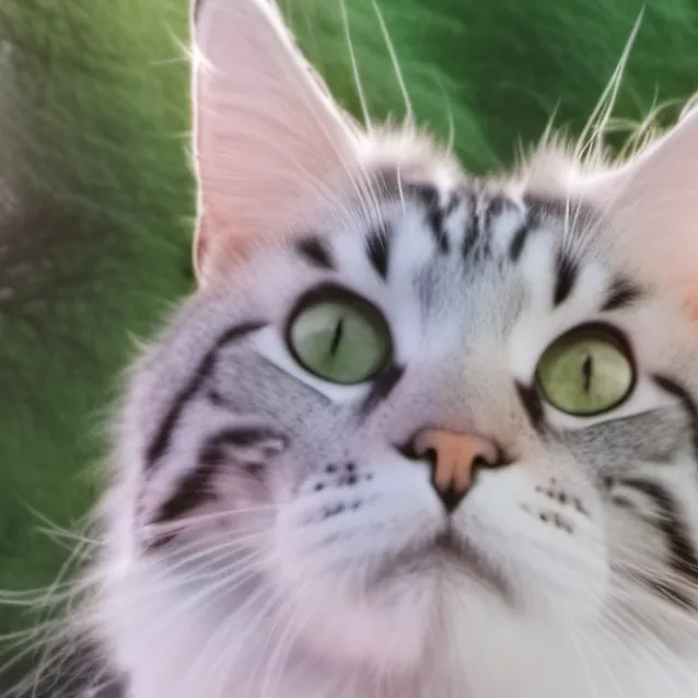 chat with ai character: koda 
