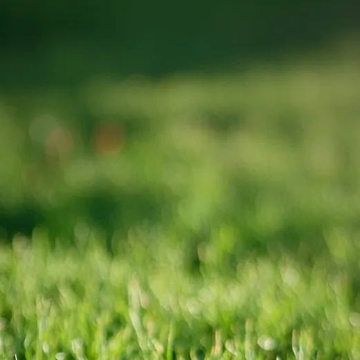 chat with ai character: Grass✨💅