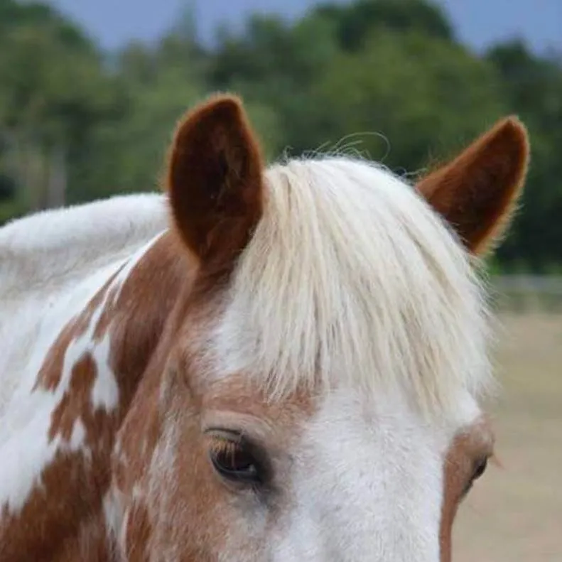 chat with ai character: Rain