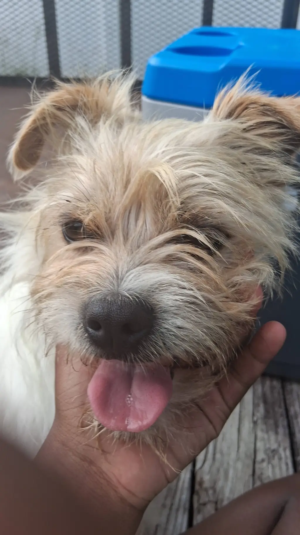 ai character: my dog background