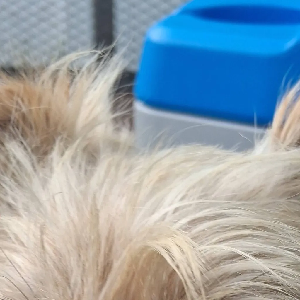 chat with ai character: my dog
