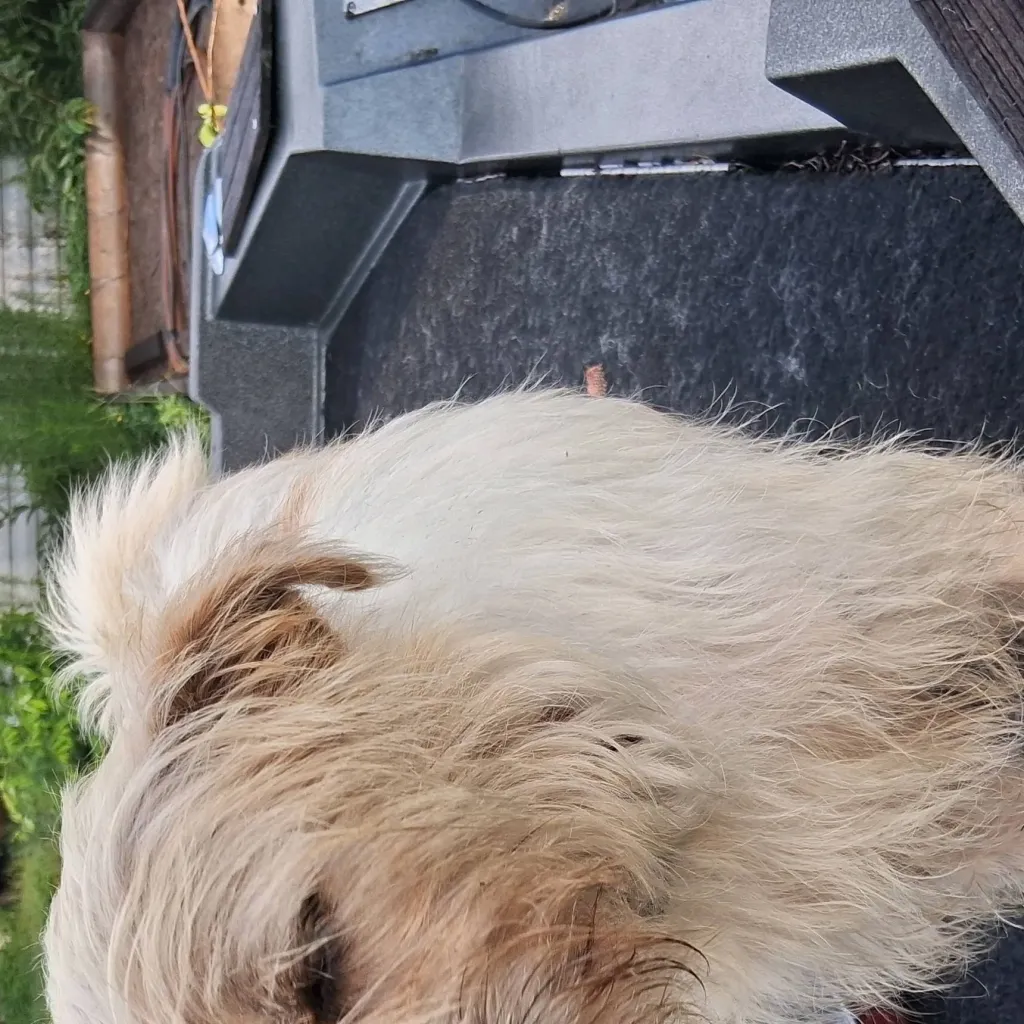 chat with ai character: my dog
