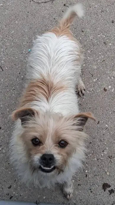 ai character: my dog background
