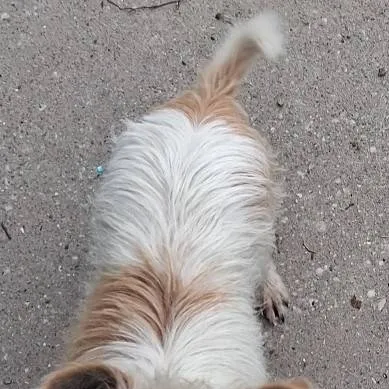 chat with ai character: my dog
