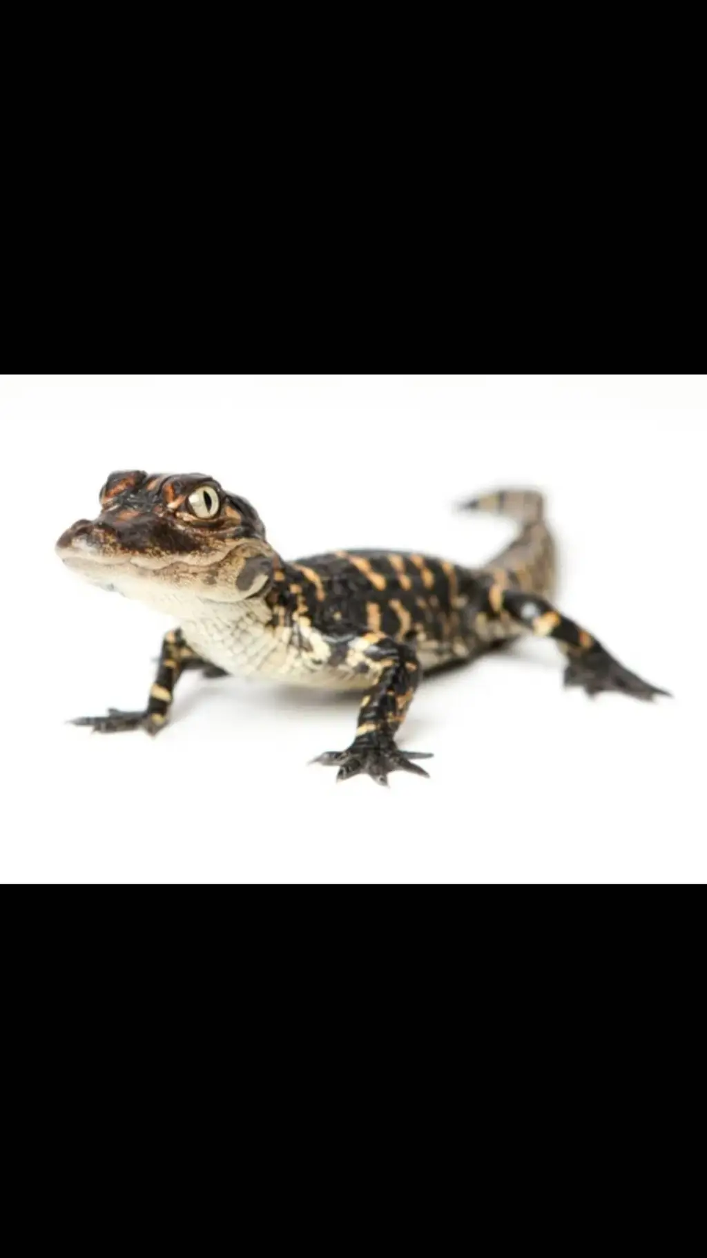 ai character: baby alligator🐊 background