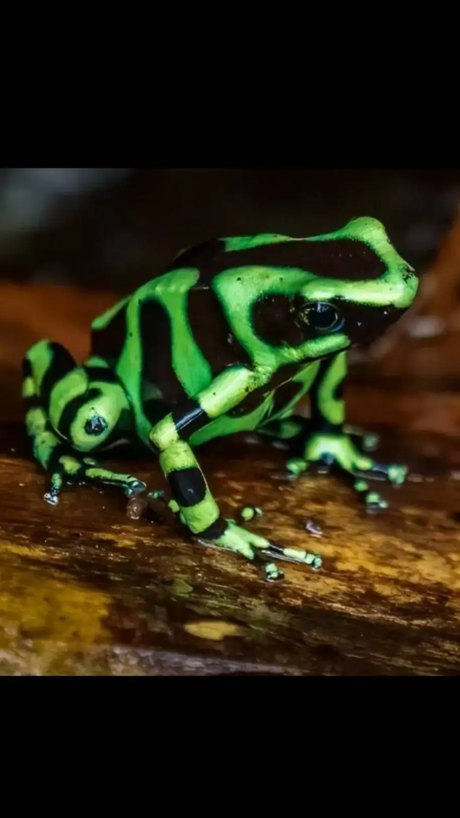 ai character: poison dart frog💚🖤 background
