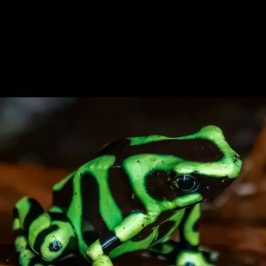 chat with ai character: poison dart frog💚🖤