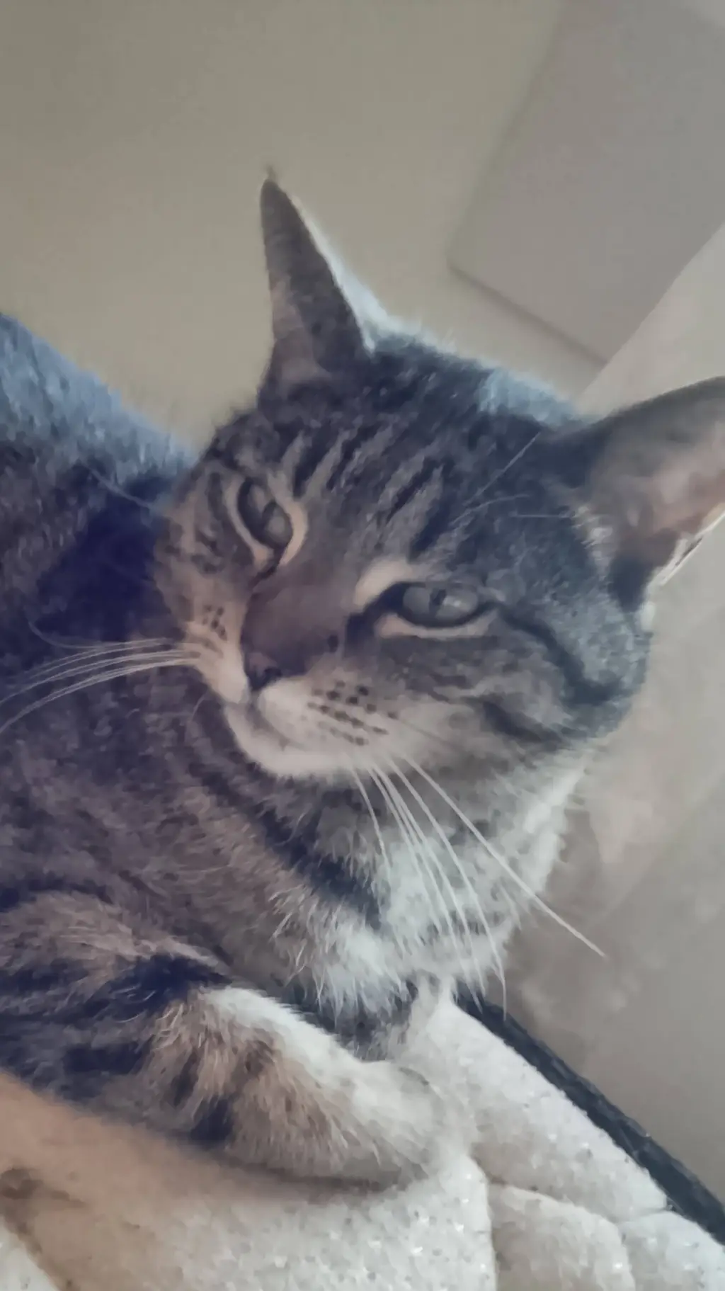 ai character: Cat background