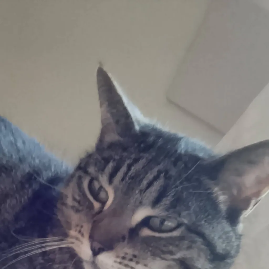 chat with ai character: Cat