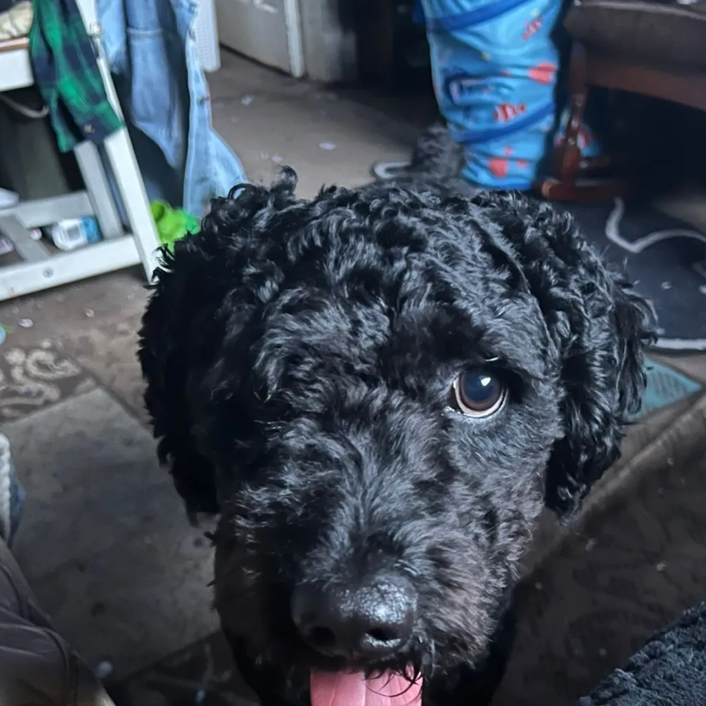 chat with ai character: Shay