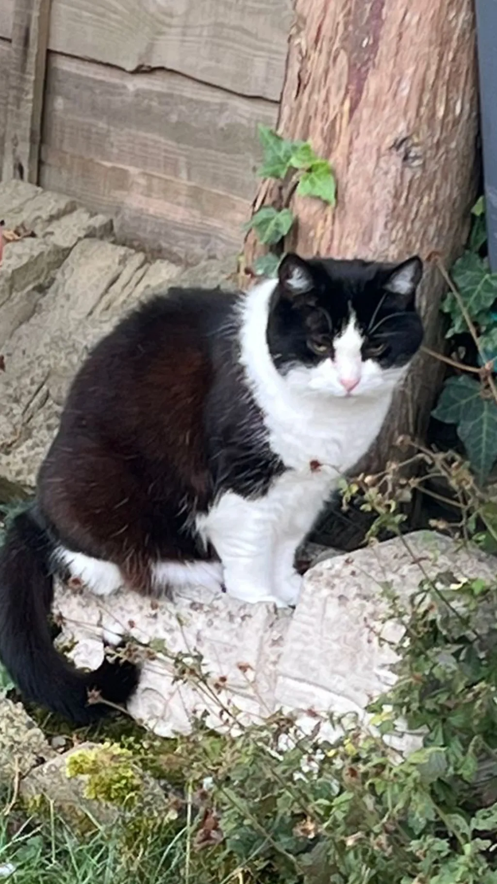 ai character: phoebe ￼ background