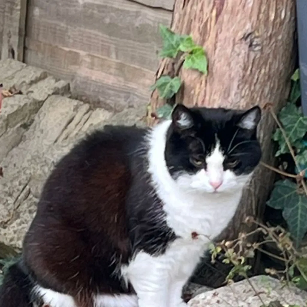 chat with ai character: phoebe ￼