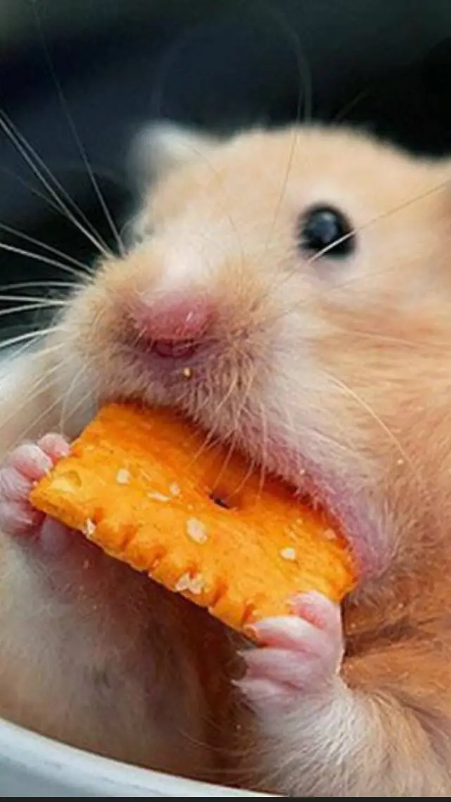 ai character: Cheeze it Rat background