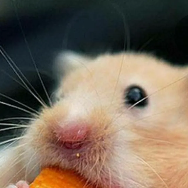 chat with ai character: Cheeze it Rat