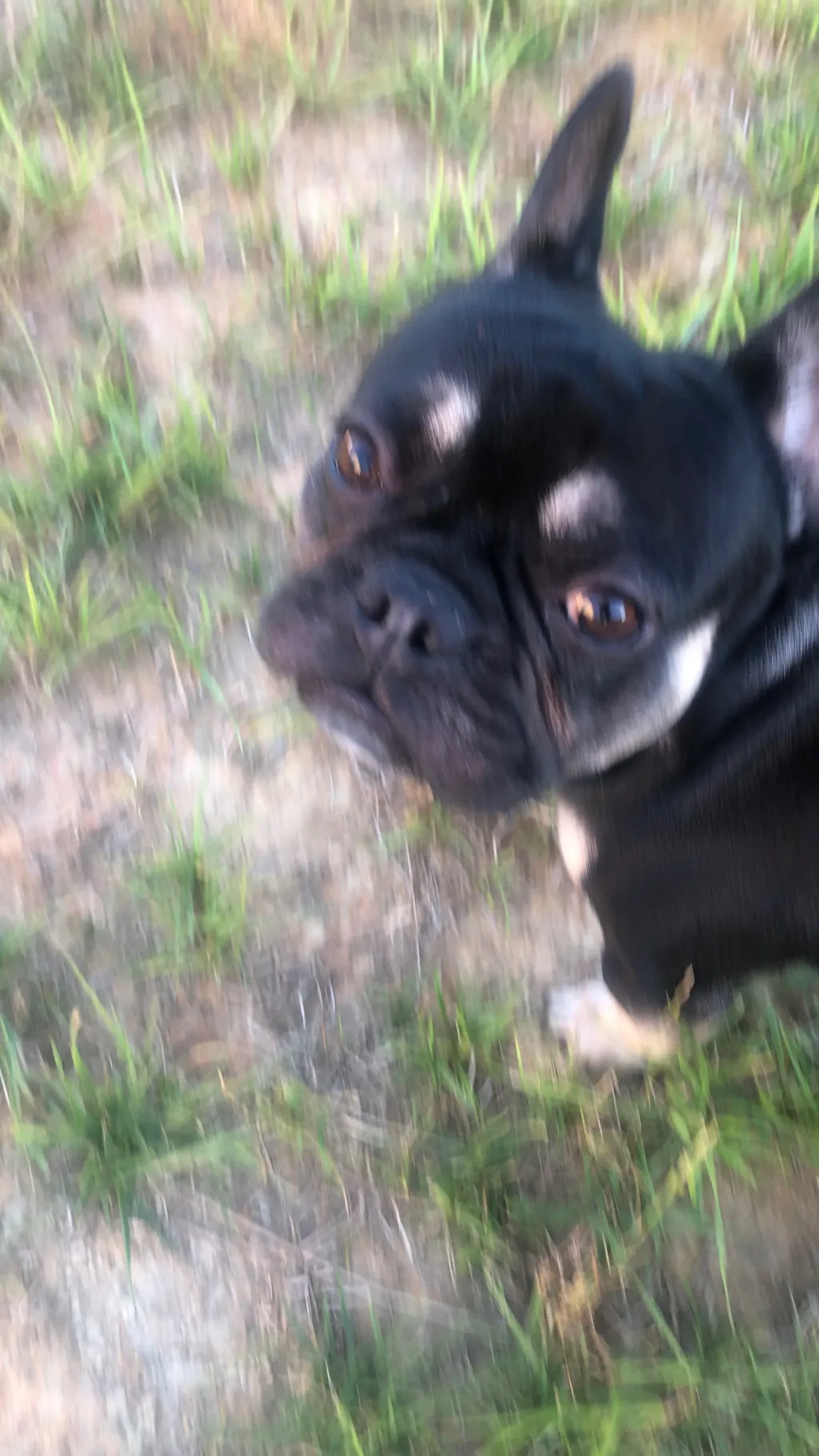 ai character: Frenchie background