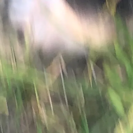 chat with ai character: Frenchie