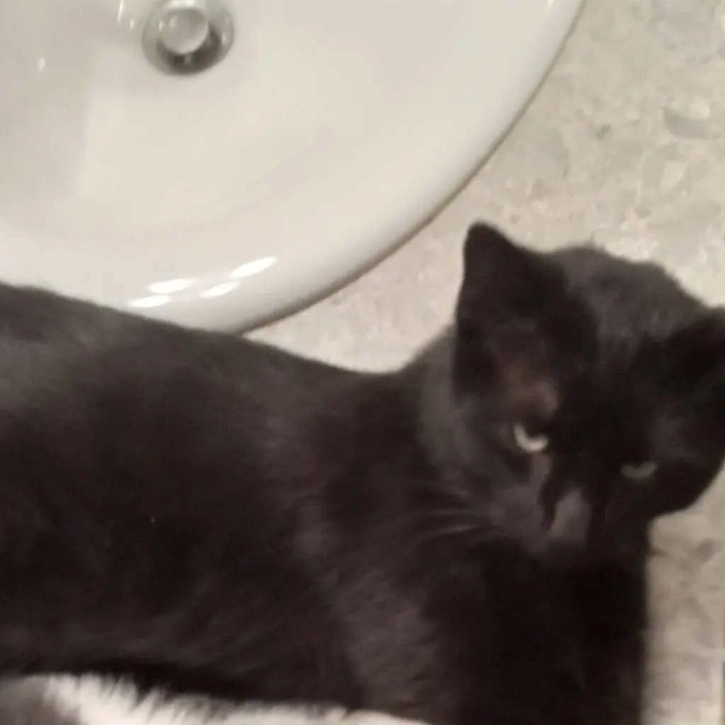 chat with ai character: KNY/DS