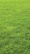 ai character: Grass  background