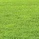 chat with ai character: Grass 