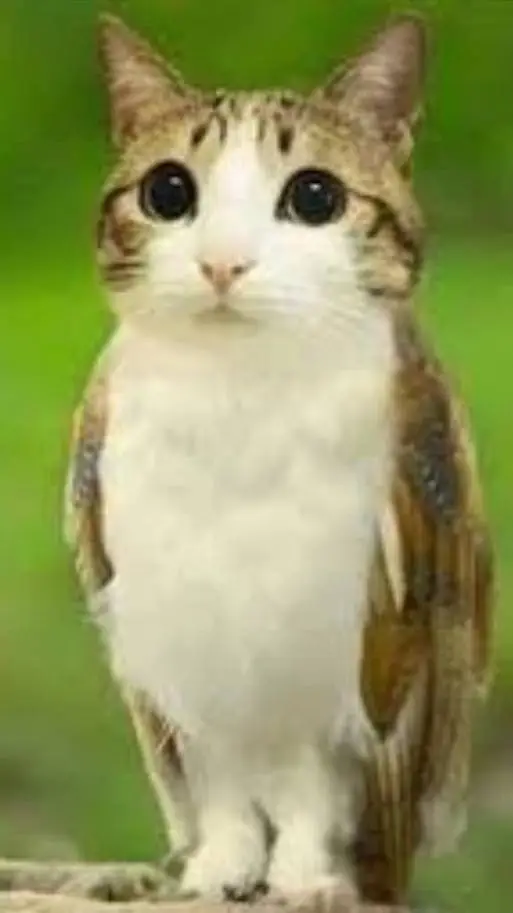 ai character: meowl background