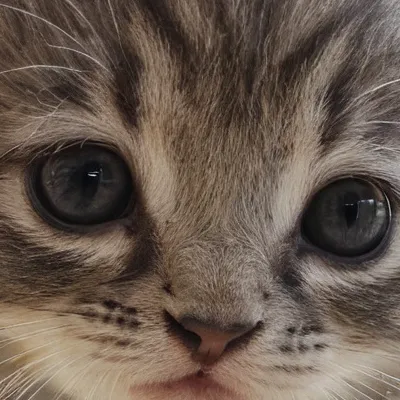 chat with ai character: Kitten
