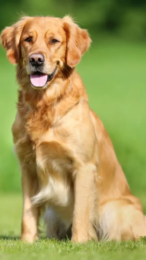 ai character: Golden retriever  background