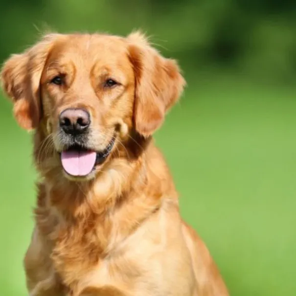 chat with ai character: Golden retriever 