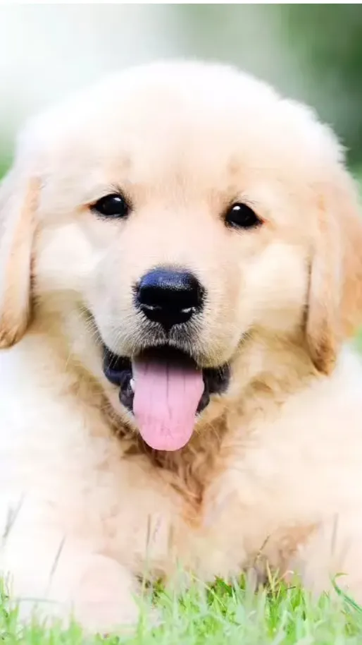 ai character: Baby retriever ￼ background