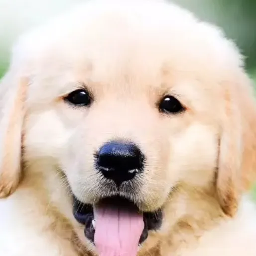 chat with ai character: Baby retriever ￼