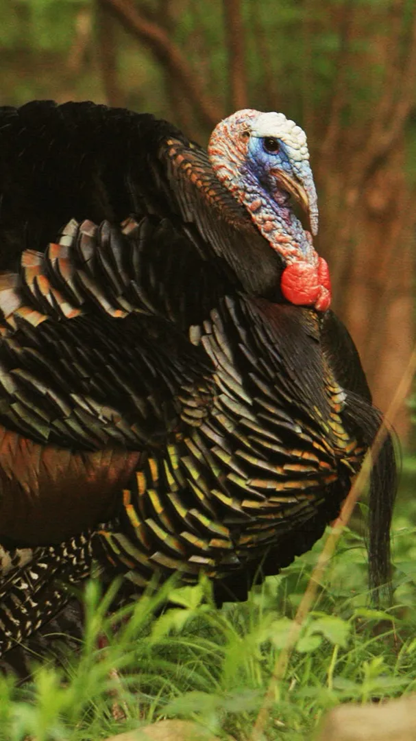 ai character: Turkey background