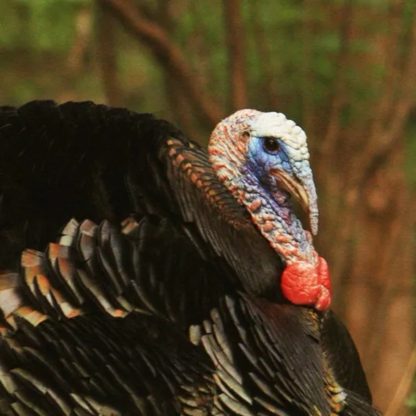 chat with ai character: Turkey