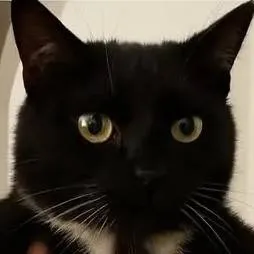 chat with ai character: Bob