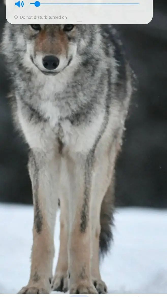 ai character: wolf sanctuary  background