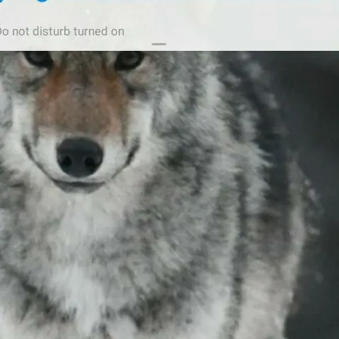 chat with ai character: wolf sanctuary 