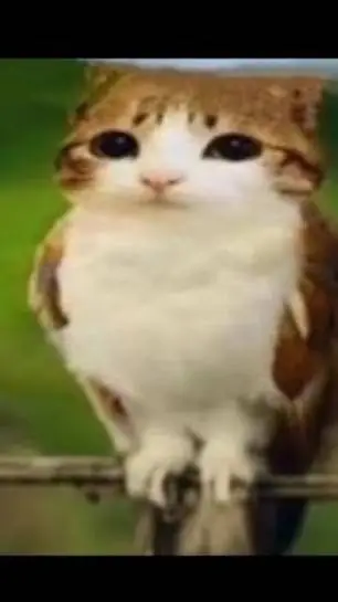 ai character: meowl background