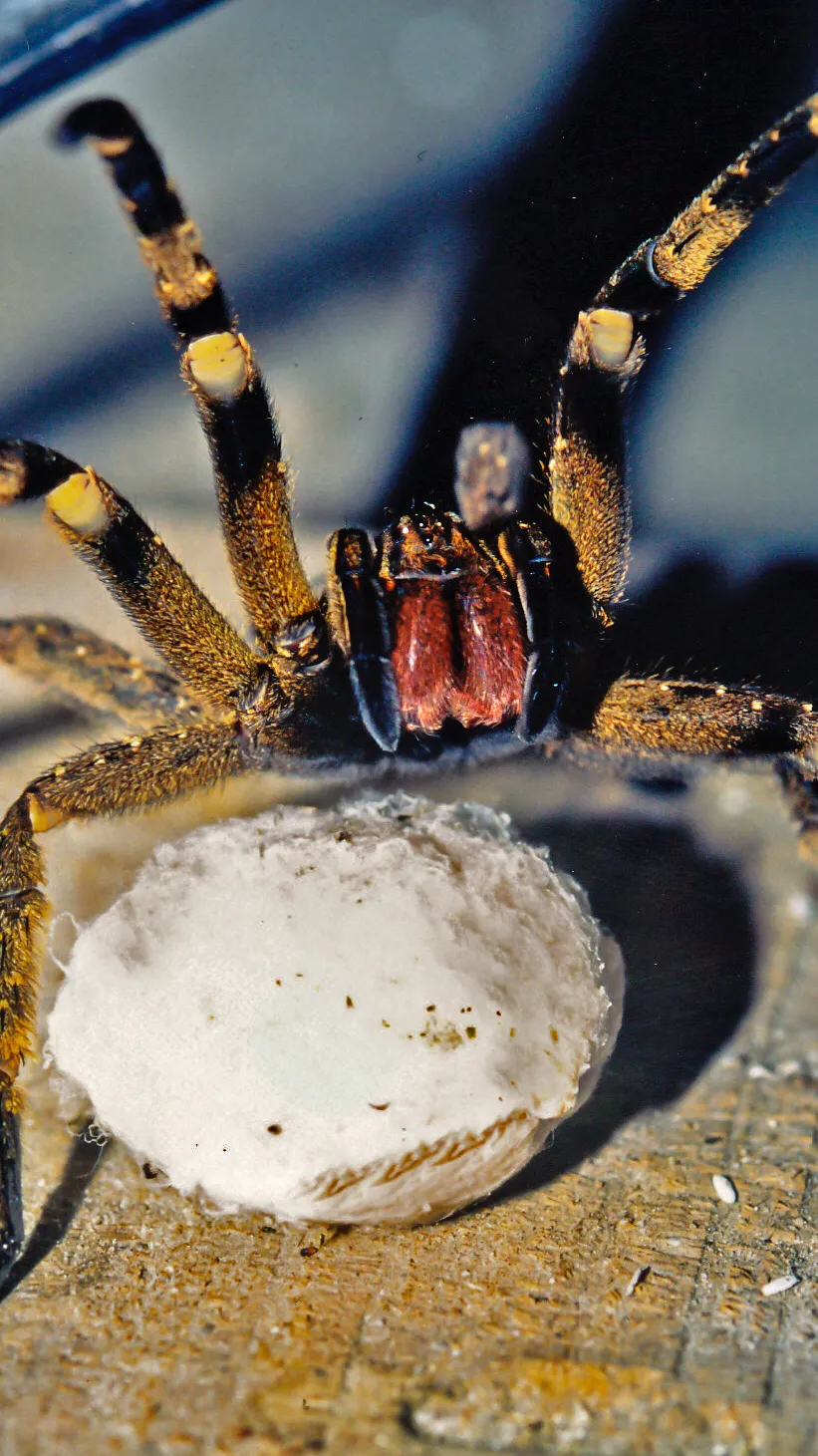 ai character: Banana Spider II  background