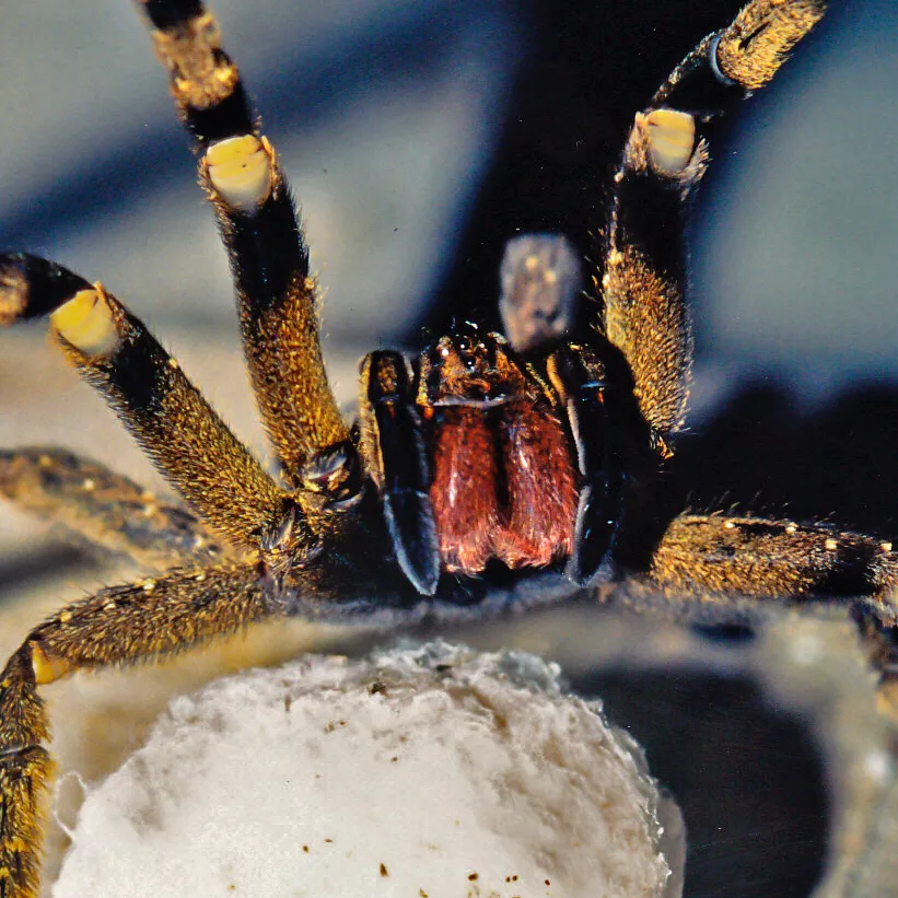 chat with ai character: Banana Spider II 