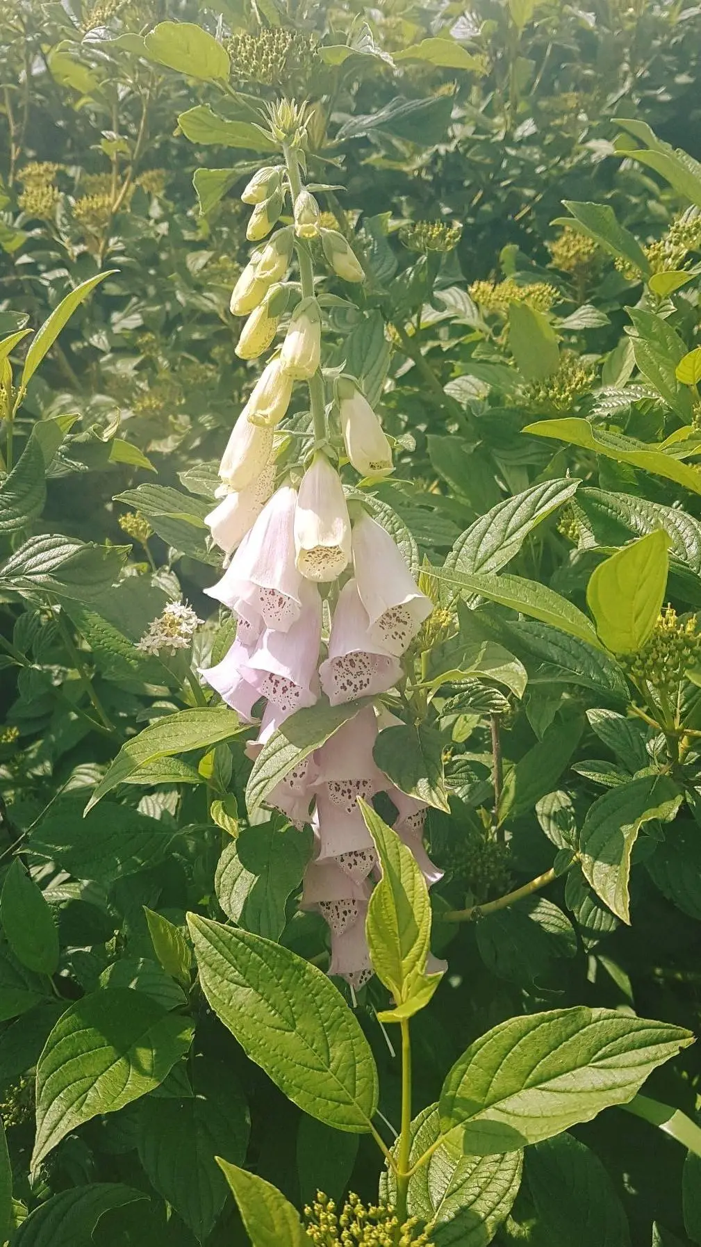 ai character: wild flower background