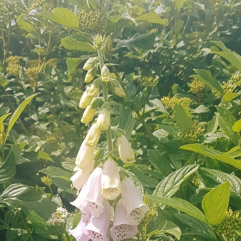 chat with ai character: wild flower