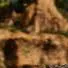 chat with ai character: Deinosuchus