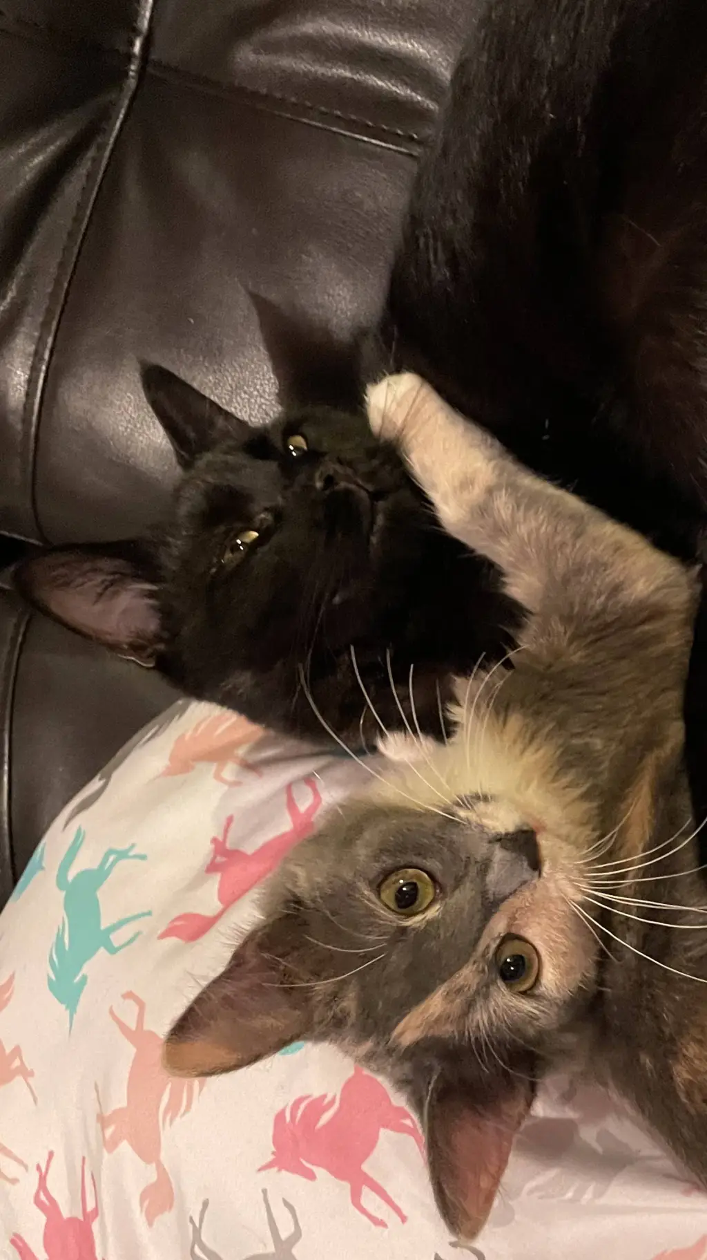 ai character: gracie and loki background