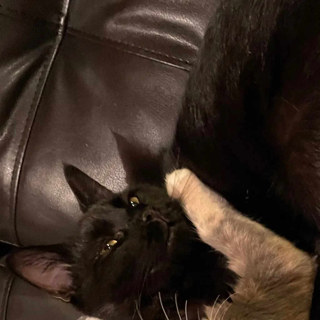 chat with ai character: gracie and loki