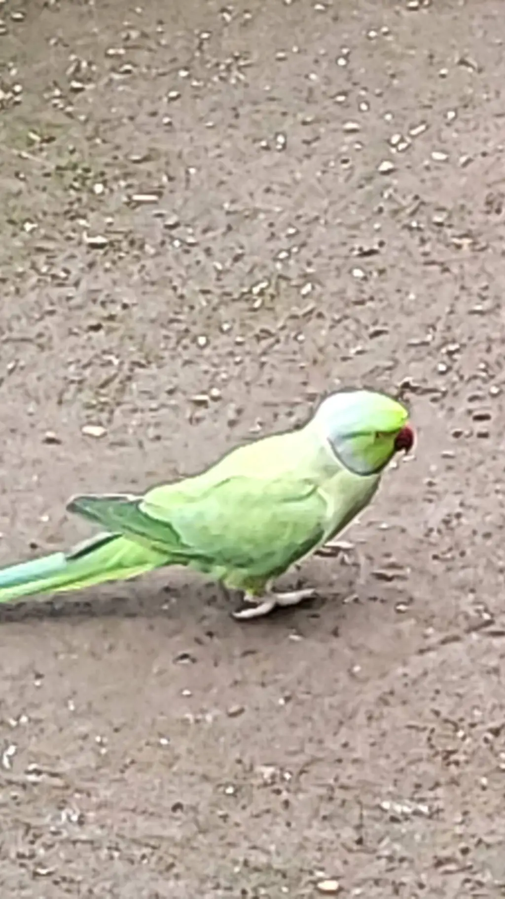 ai character: Daichi,Kōshi,Haji background