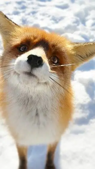ai character: fox background