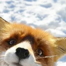 chat with ai character: fox