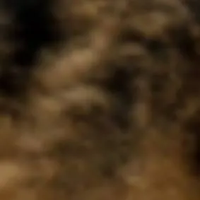 chat with ai character: a eolf tie