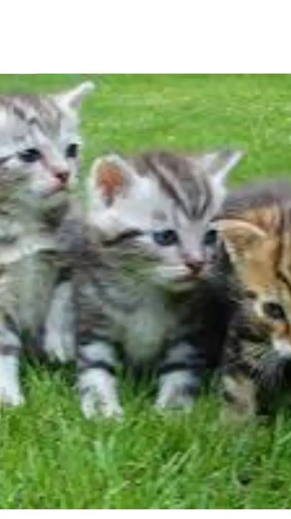 ai character: kittens background