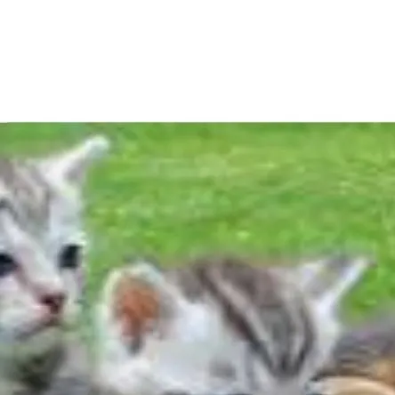 chat with ai character: kittens